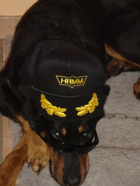 Strauss de la tuile aux loups (41)